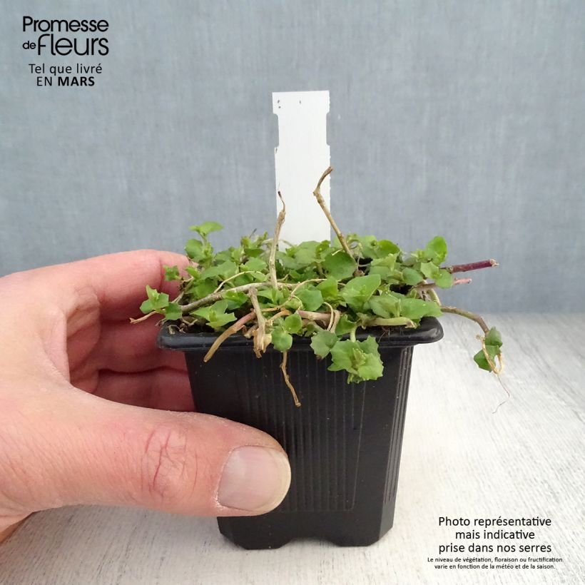 Exemplaar van Pratia pedunculata Alba - Blauwe grondkruiper Kweekpotje van 8/9 cm zoals geleverd in de lente