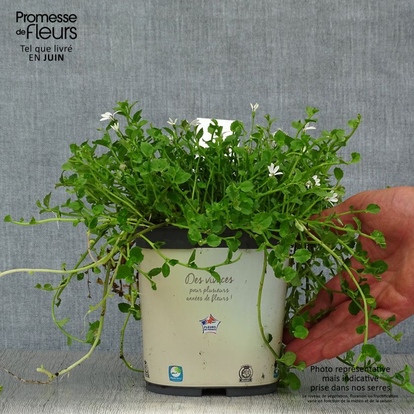 Exemplaar van Pratia pedunculata - Blauwe grondkruiper Pot van 2 l/3 l zoals geleverd in de zomer