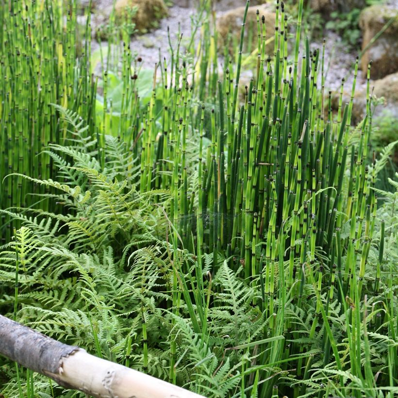 Equisetum hyemale - Schaafstro (Groeiplaats)