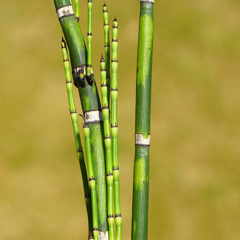 Equisetum hyemale - Schaafstro (Blad)