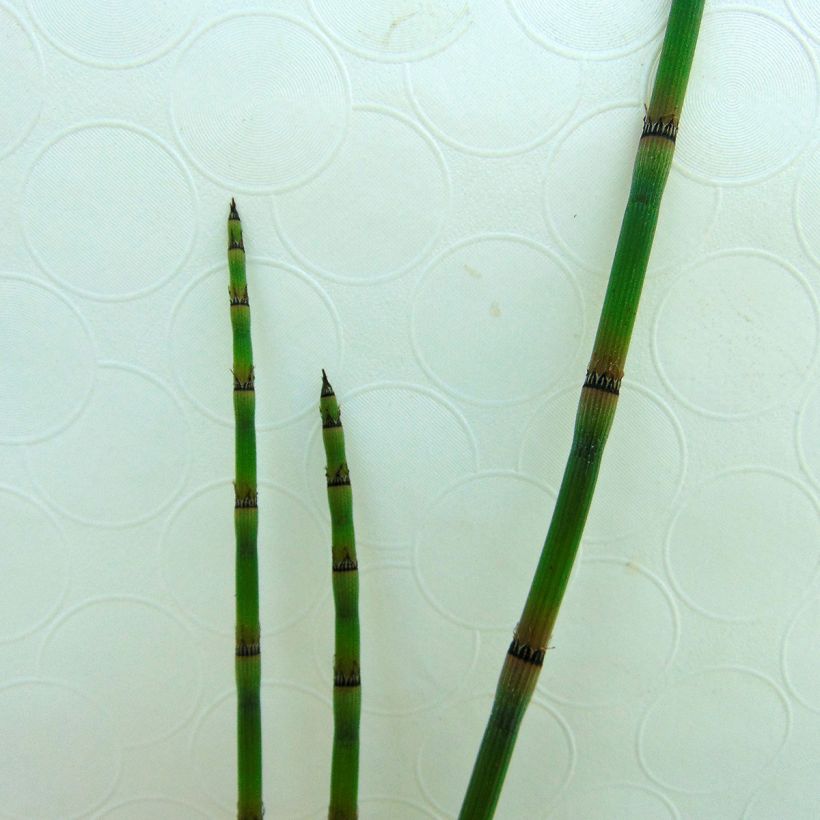 Equisetum hyemale - Schaafstro (Foliage)