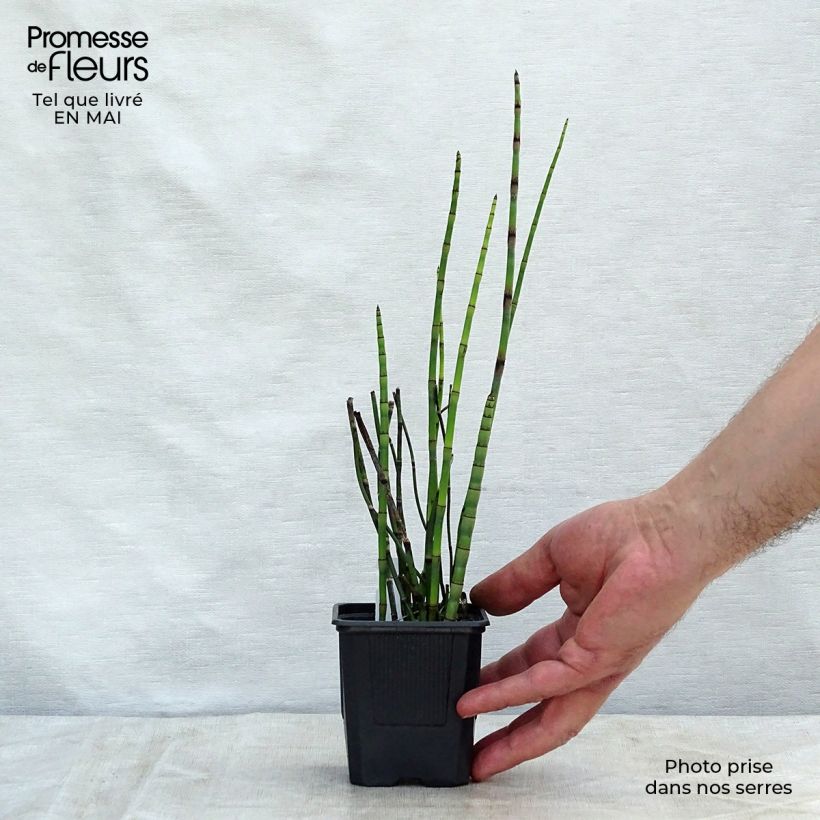 Example of Equisetum hyemale - Schaafstro Kweekpotje van 8/9 cm as you get in printemps