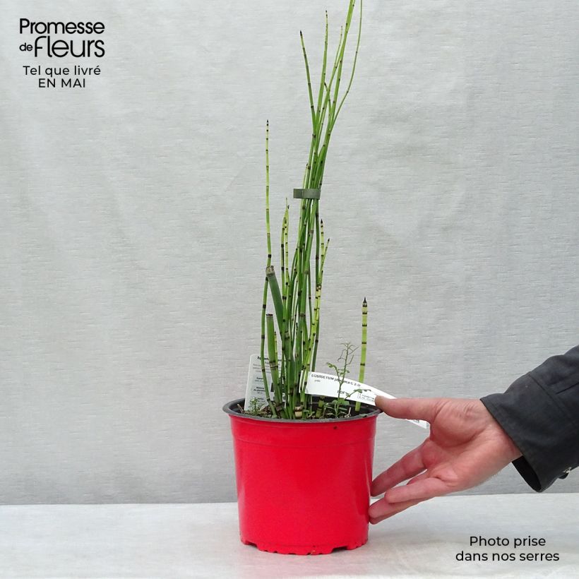 Example of Equisetum hyemale - Schaafstro Pot van 2 l/3 l as you get in printemps