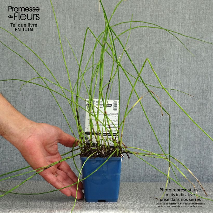 Exemplaar van Equisetum fluviatile - Holpijp Kweekpotje van 8/9 cm zoals geleverd in de zomer