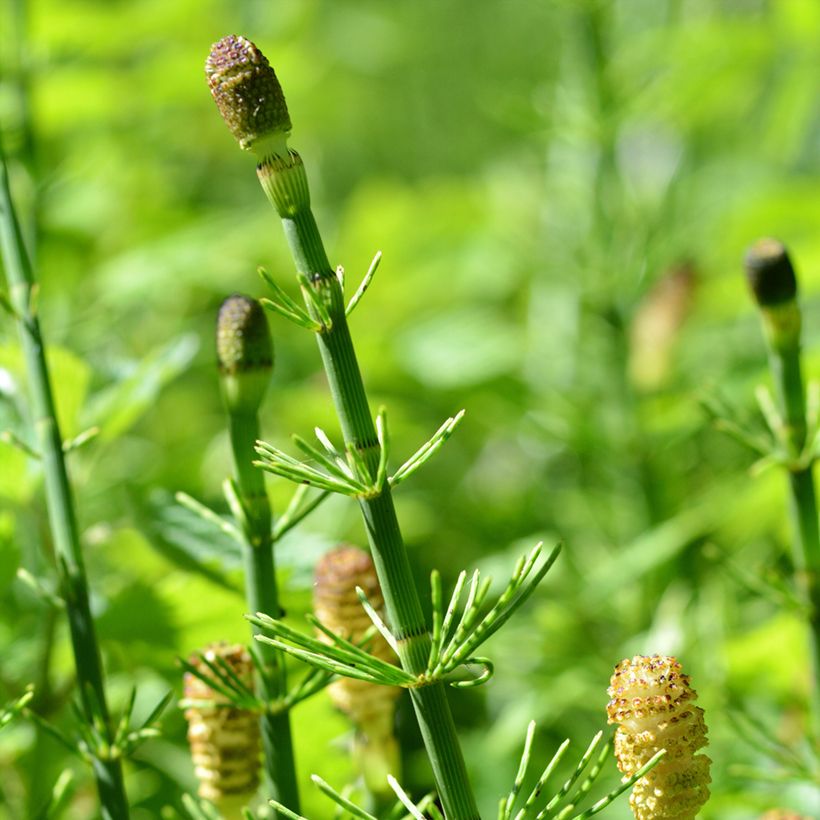 Equisetum fluviatile - Holpijp (Bloei)