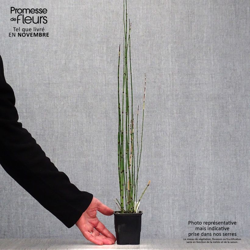 Exemplaar van Equisetum hyemale - Schaafstro Kweekpotje van 8/9 cm zoals geleverd in de herfst
