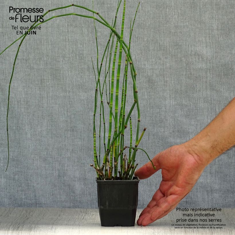 Exemplaar van Equisetum hyemale - Schaafstro Kweekpotje van 8/9 cm zoals geleverd in de zomer