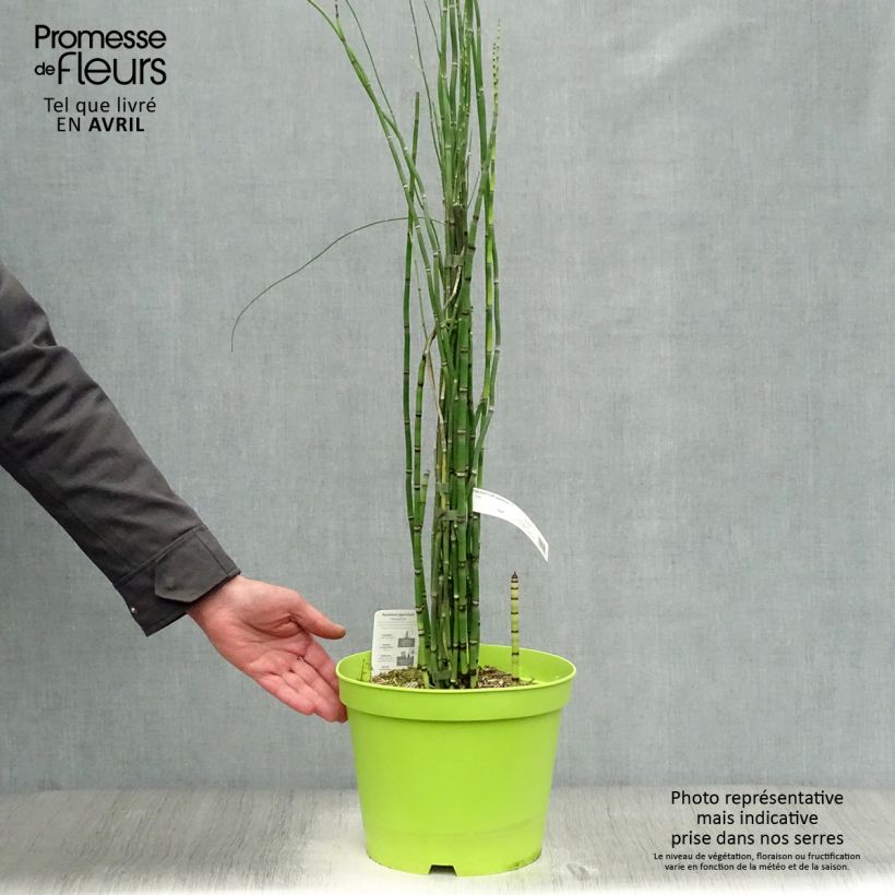 Example of Equisetum hyemale - Schaafstro Pot van 7,5 l/10 l as you get in printemps