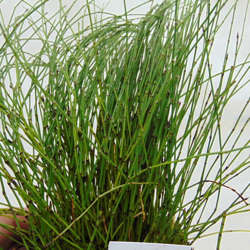 Dwergholpijp - Equisetum scirpoides (Blad)