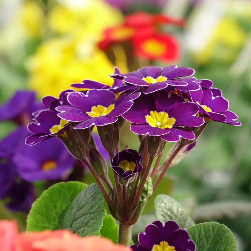 Primula elatior Veristar Late Twinkle Violet - Slanke sleutelbloem (Bloei)