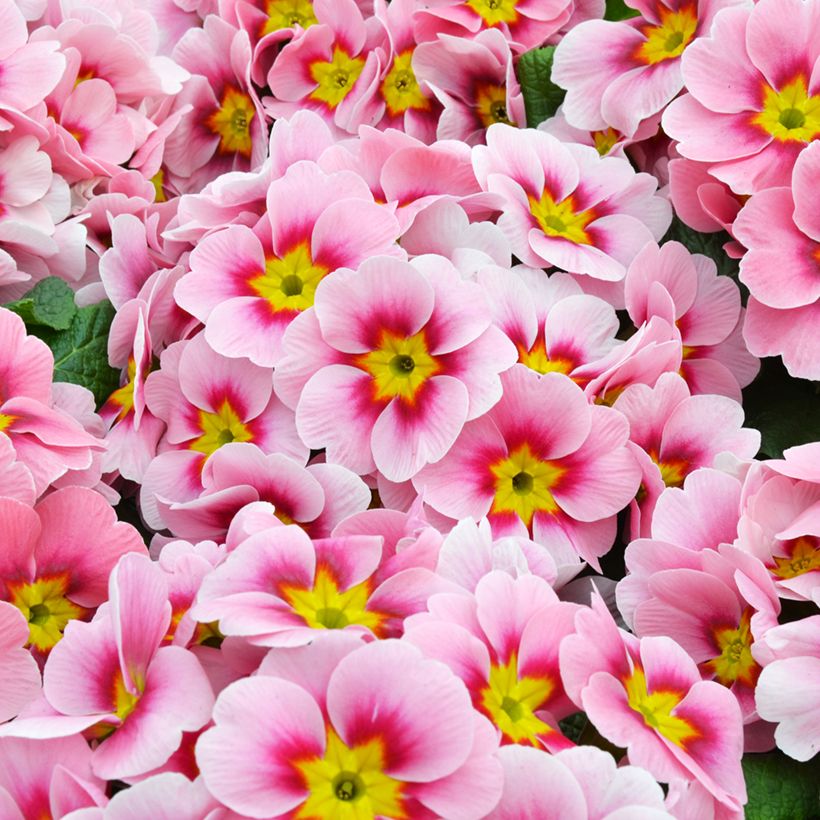 Primula acaulis Ringostar Cherryblossom - Stengelloze sleutelbloem (Bloei)