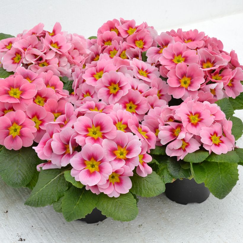 Primula acaulis Ringostar Cherryblossom - Stengelloze sleutelbloem (Groeiplaats)