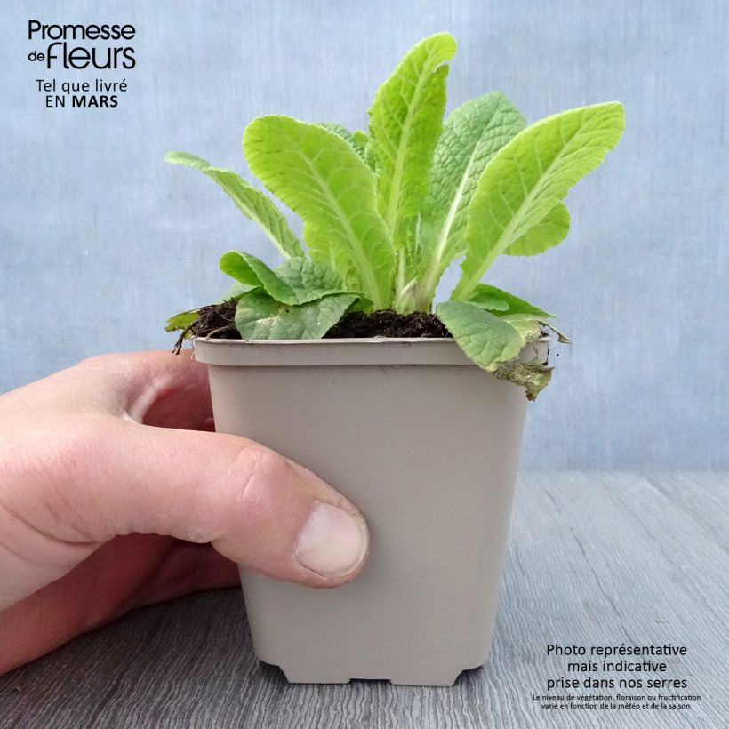 Exemplaar van Primula Elizabeth Killelay - Slanke sleutelbloem Kweekpotje van 8/9 cm zoals geleverd in de lente