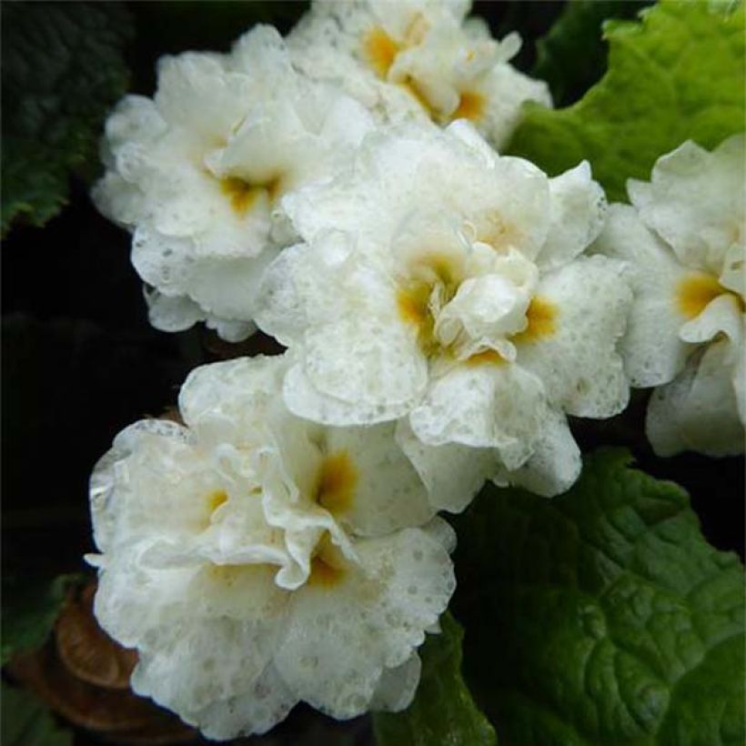Primula Mr Brouart - Slanke sleutelbloem (Bloei)