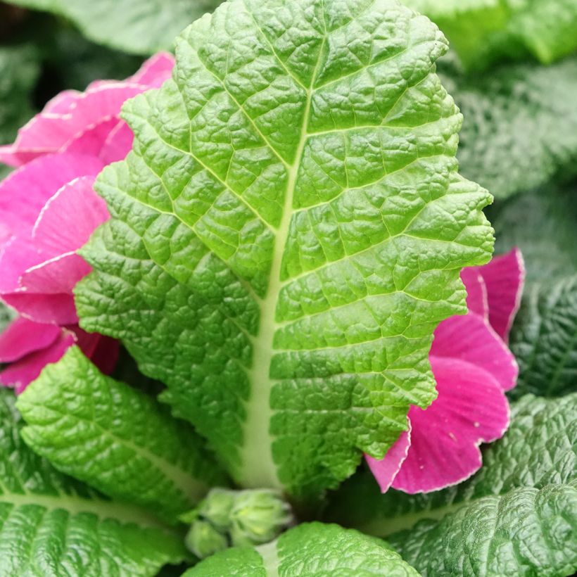 Primula acaulis Plums & Custard - Tuinaurikel (Blad)