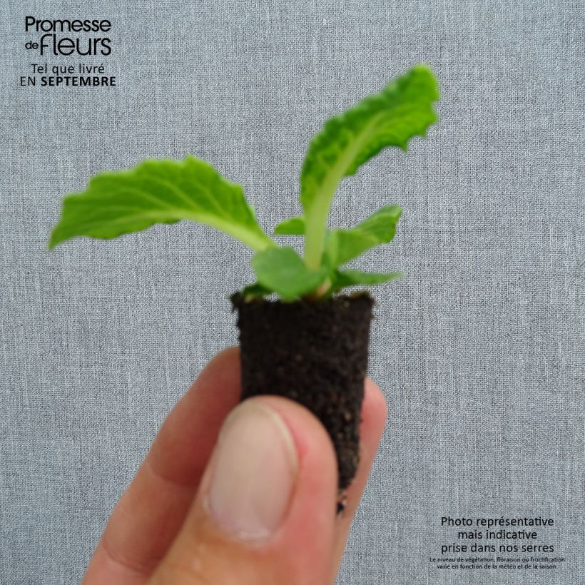 Exemplaar van Primula Perle d'Alsace - Stengelloze sleutelbloem Mini-mot Ø 1,5/2,5 cm zoals geleverd in de herfst