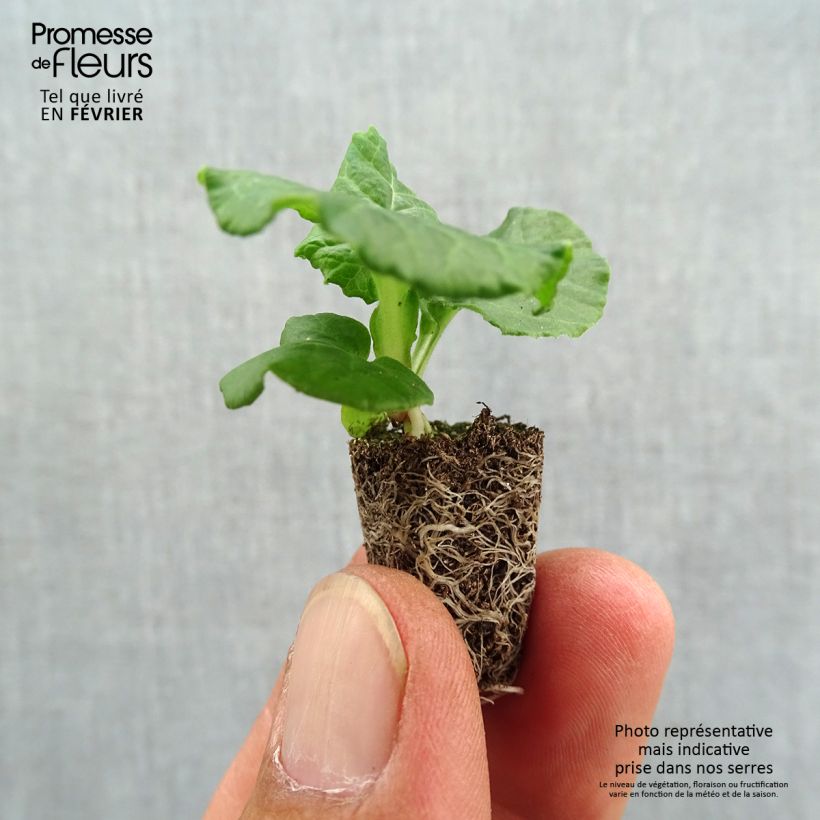 Exemplaar van Primula elatior Black Laced - Slanke sleutelbloem Mini-mot Ø 1,5/2,5 cm zoals geleverd in de herfst