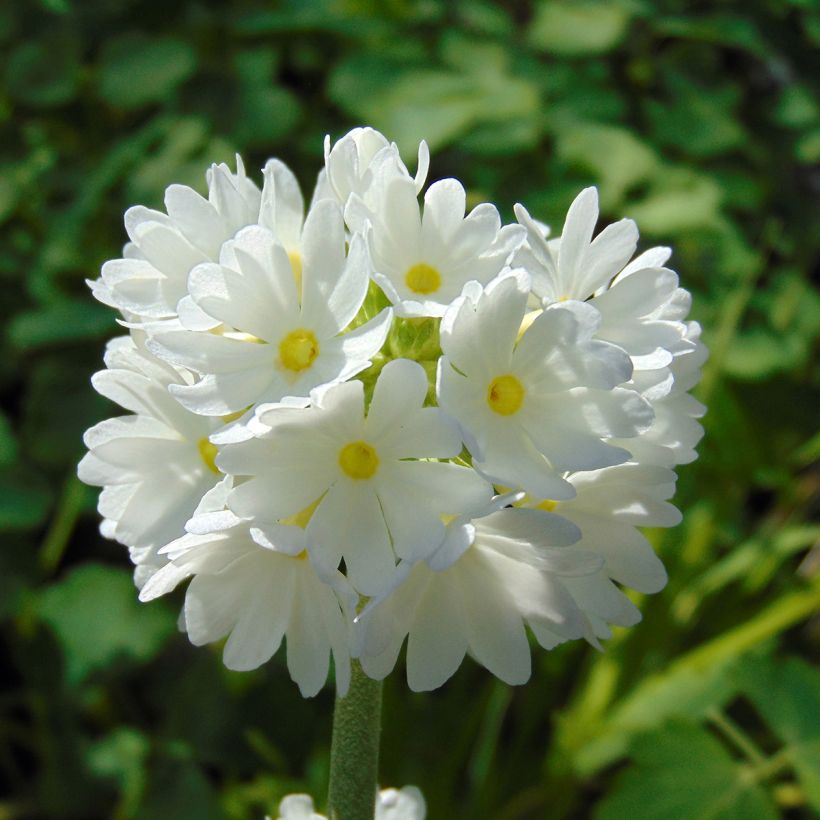Primula denticulata Alba - Kogelprimula (Bloei)