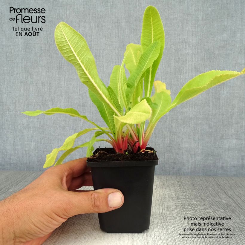 Exemplaar van Primula denticulata Alba - Kogelprimula Kweekpotje van 8/9 cm zoals geleverd in de zomer
