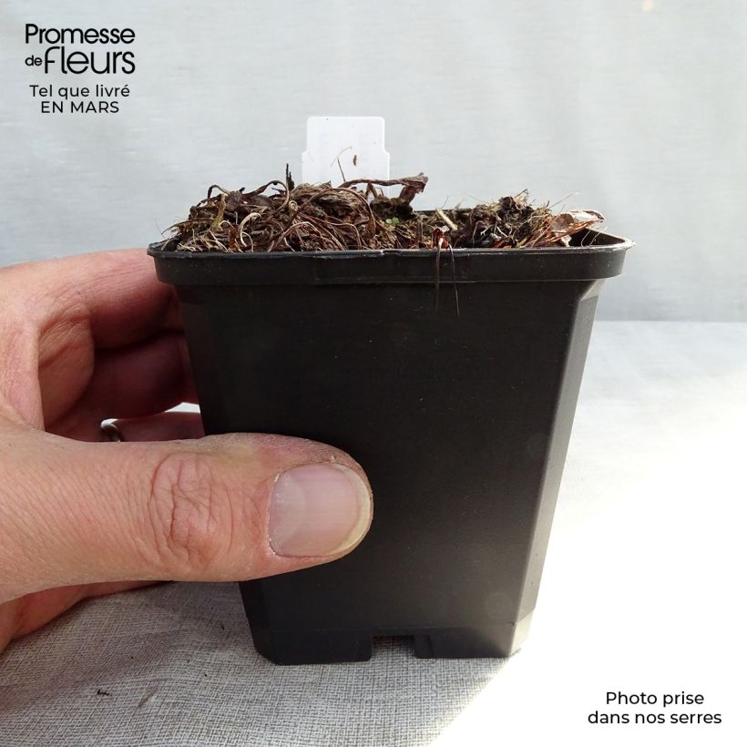 Exemplaar van Primula denticulata Alba - Kogelprimula Kweekpotje van 8/9 cm zoals geleverd in de lente