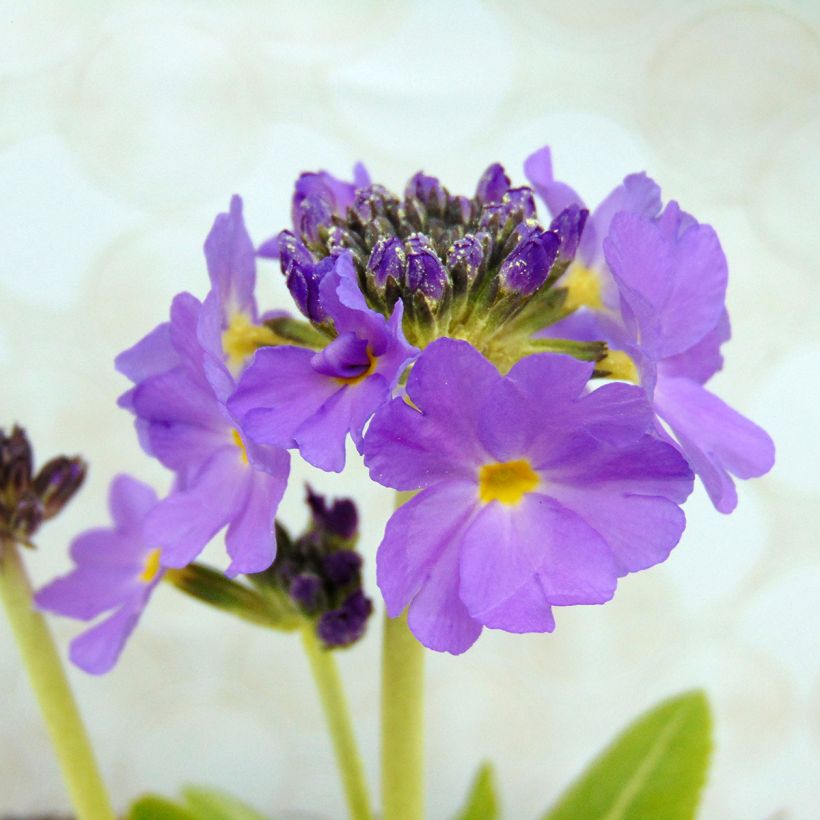 Primula denticulata Cashmiriana - Kogelprimula (Bloei)