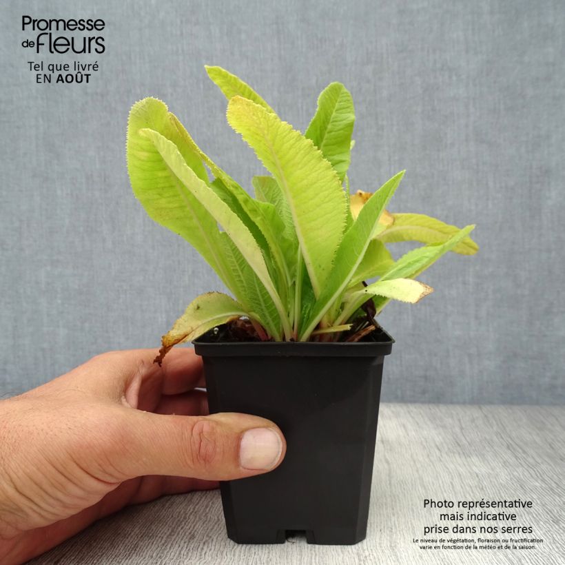 Exemplaar van Primula denticulata Cashmiriana - Kogelprimula Kweekpotje van 8/9 cm zoals geleverd in de zomer
