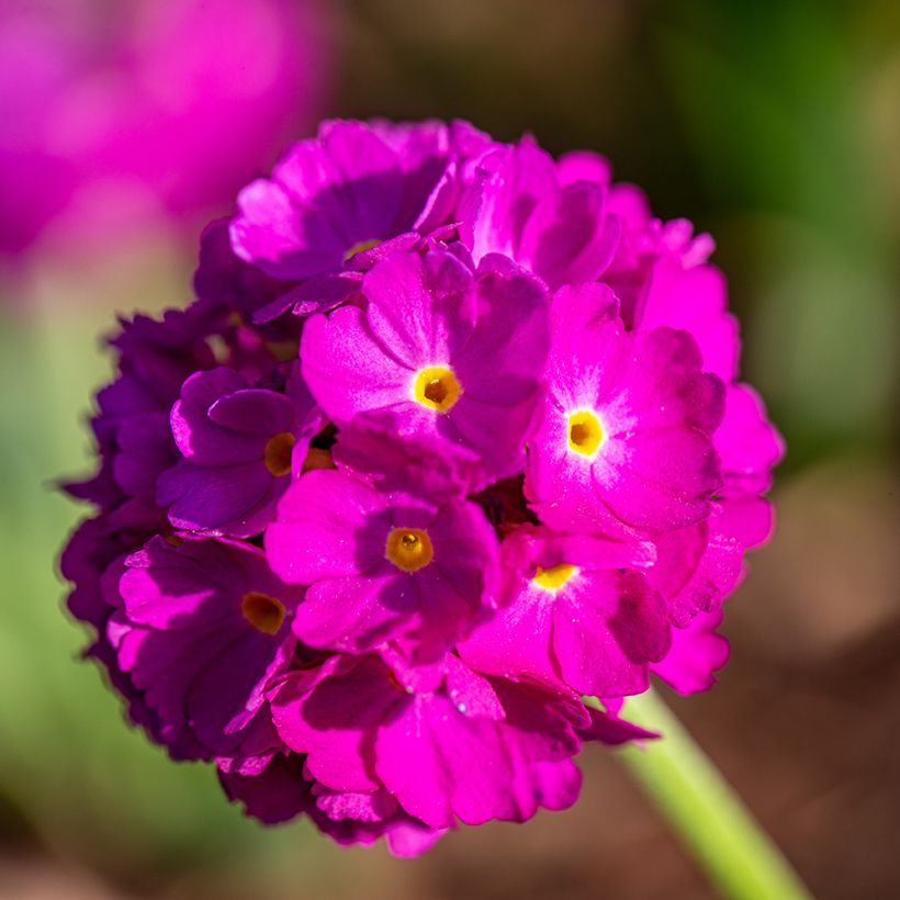 Primula denticulata Rubin - Kogelprimula (Bloei)