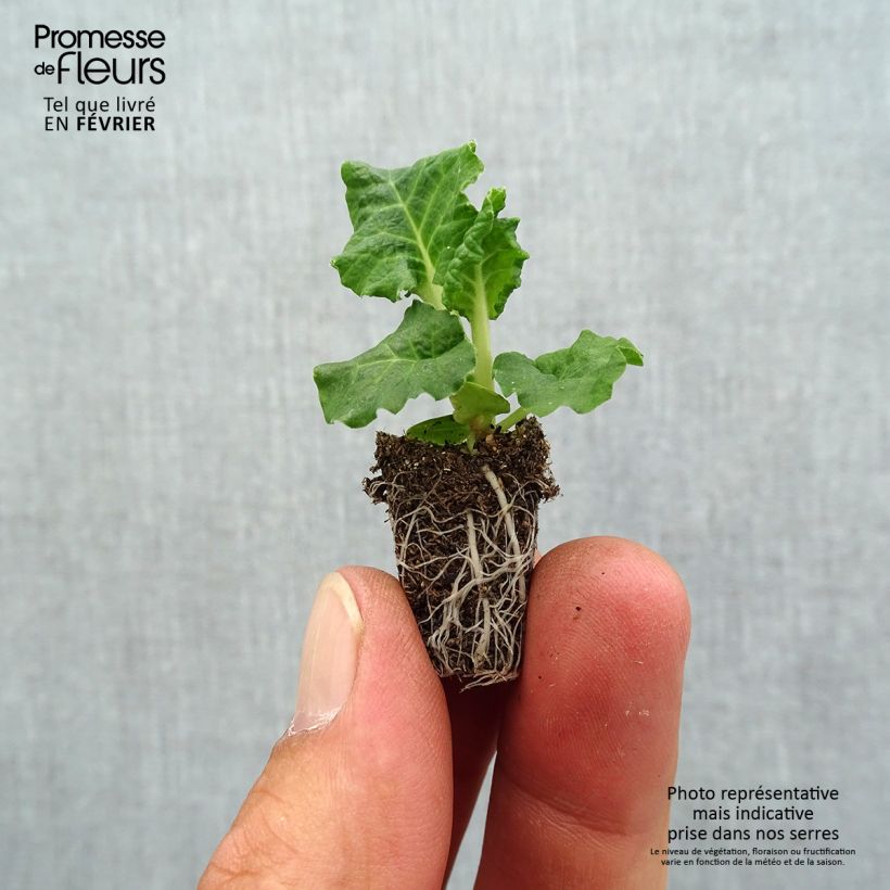 Exemplaar van Primula elatior Colibri Light Yellow - Slanke sleutelbloem Mini-mot Ø 1,5/2,5 cm zoals geleverd in de herfst