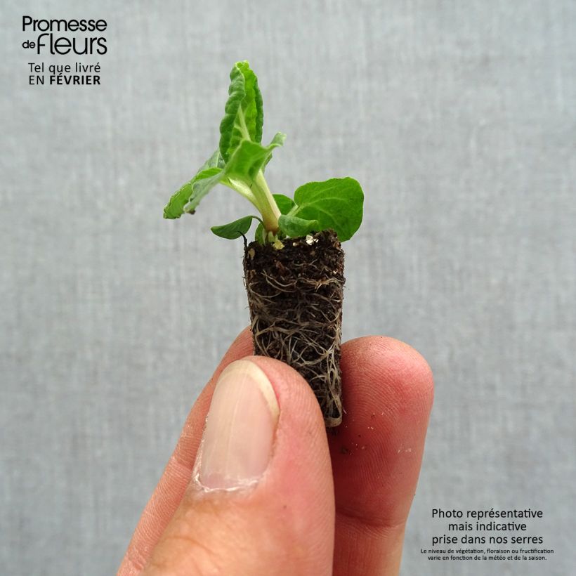 Exemplaar van Primula elatior Colibri Red Shades - Slanke sleutelbloem Mini-mot Ø 1,5/2,5 cm zoals geleverd in de herfst
