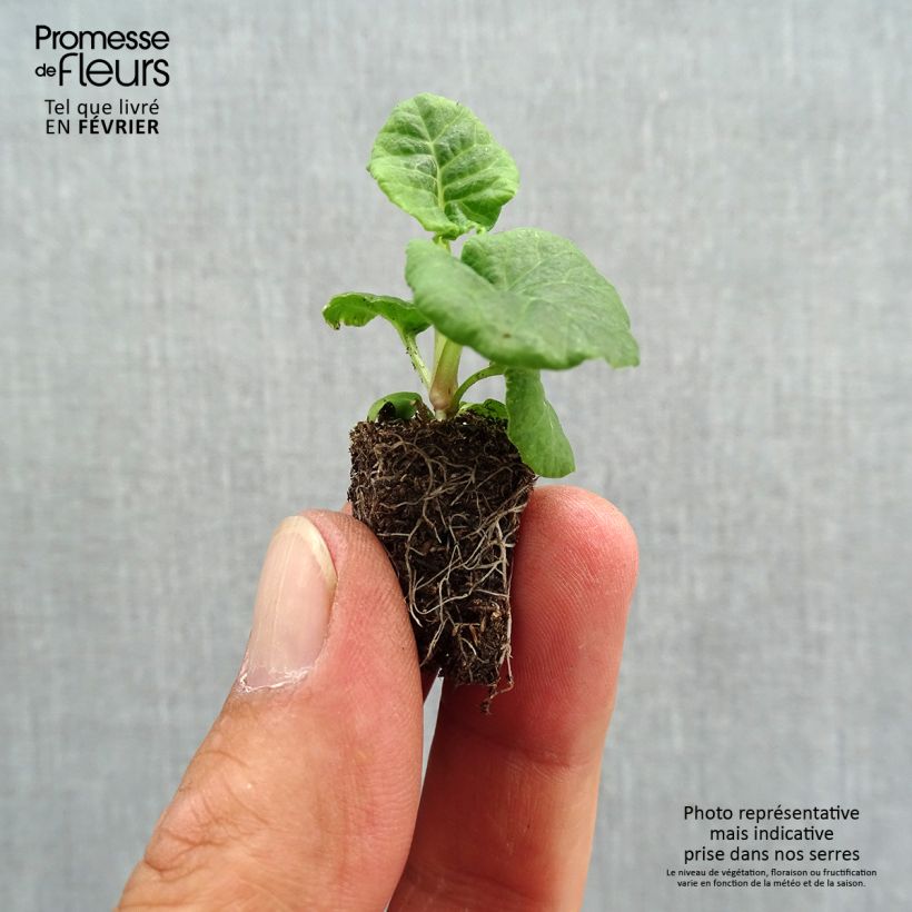 Exemplaar van Primula elatior Mister Gold Laced - Slanke sleutelbloem Mini-mot Ø 1,5/2,5 cm zoals geleverd in de herfst