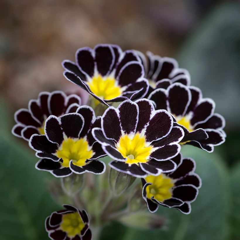 Primula elatior Mister Silver Laced - Slanke sleutelbloem (Bloei)