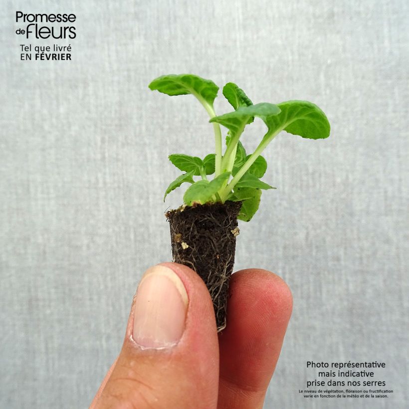 Exemplaar van Primula elatior Mister Silver Laced - Slanke sleutelbloem Mini-mot Ø 1,5/2,5 cm zoals geleverd in de herfst