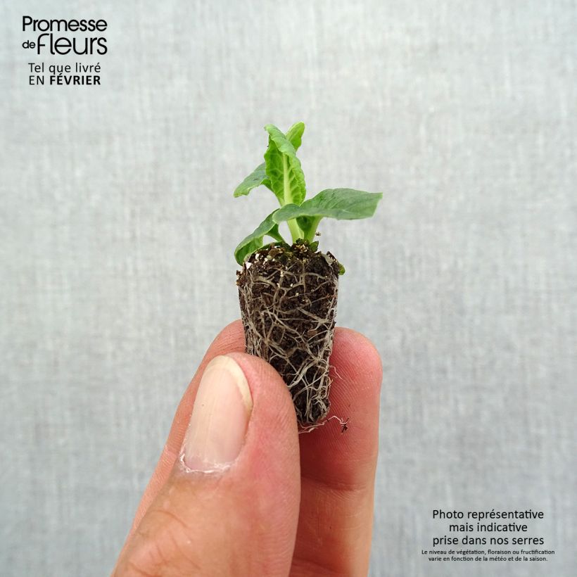 Exemplaar van Primula elatior Veristar Late Marmelade - Slanke sleutelbloem Mini-mot Ø 1,5/2,5 cm zoals geleverd in de herfst