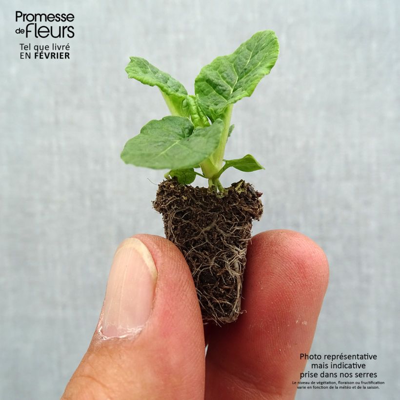 Exemplaar van Primula elatior Veristar Late Red - Slanke sleutelbloem Mini-mot Ø 1,5/2,5 cm zoals geleverd in de herfst