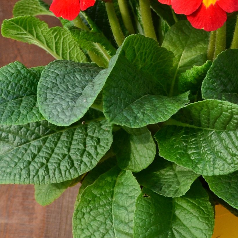 Primula elatior Veristar Late Red - Slanke sleutelbloem (Blad)