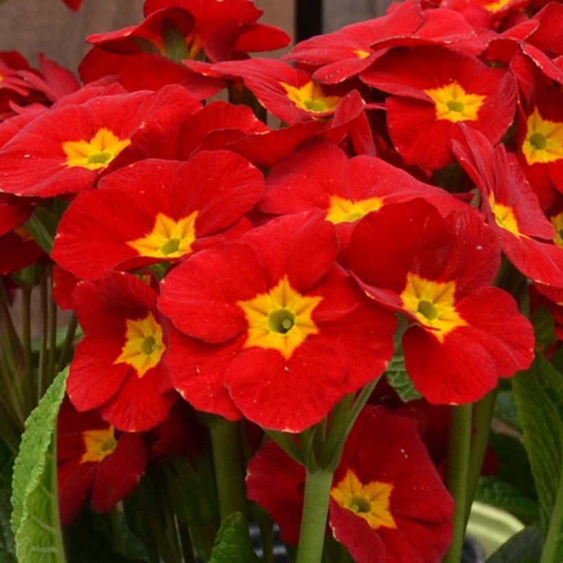 Primula elatior Veristar Late Red - Slanke sleutelbloem (Bloei)