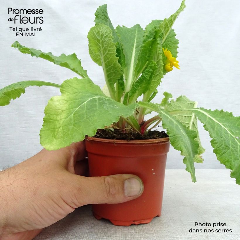 Exemplaar van Primula elatior Veristar Yellow Gold - Slanke sleutelbloem Kweekpotje van 8/9 cm zoals geleverd in de lente