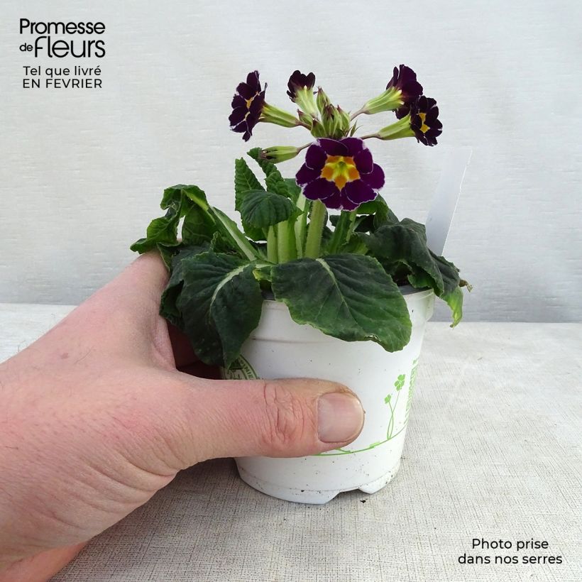 Exemplaar van Primula elatior Violet Laced - Slanke sleutelbloem Kweekpotje van 8/9 cm zoals geleverd in de winter