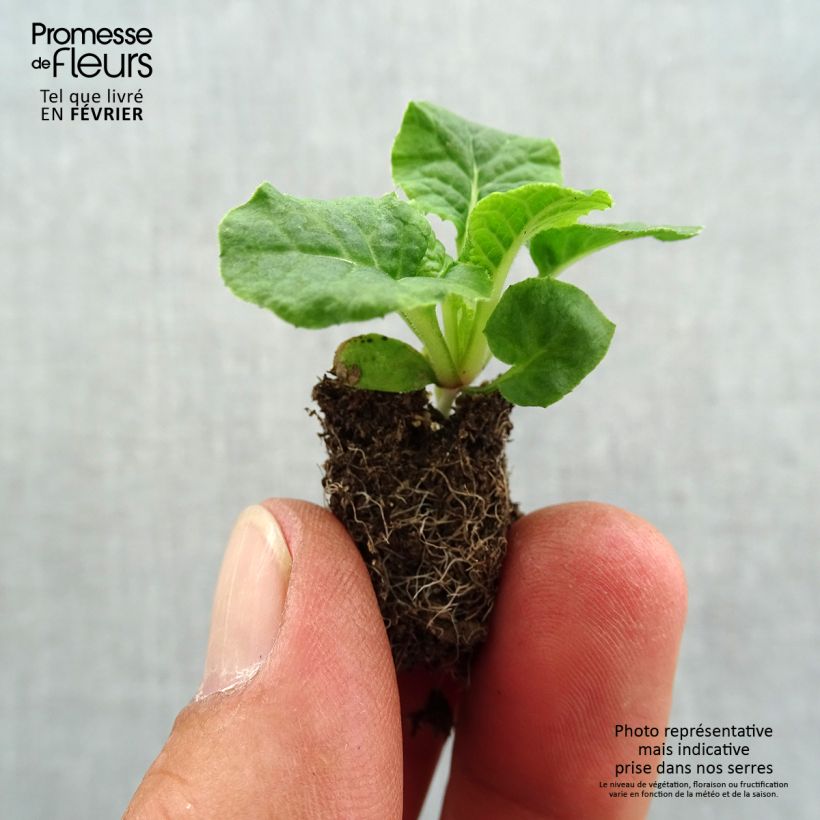 Exemplaar van Primula elatior Violet Laced - Slanke sleutelbloem Mini-mot Ø 1,5/2,5 cm zoals geleverd in de herfst