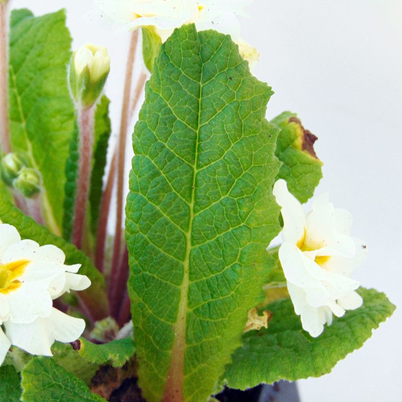 Primula Mr Brouart - Slanke sleutelbloem (Blad)