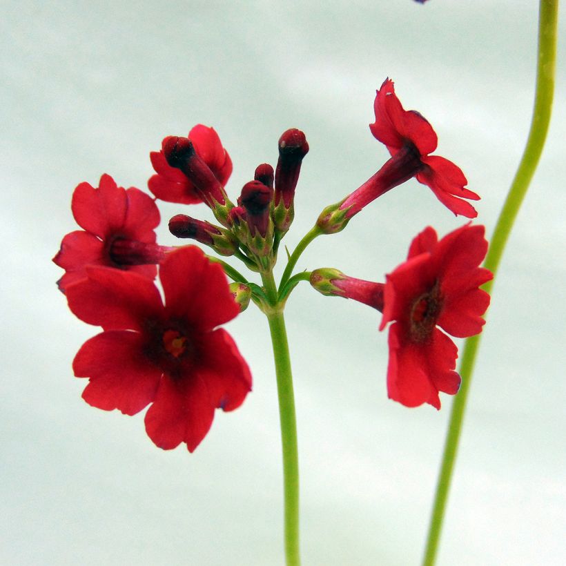 Primula japonica - Japanse sleutelbloem (Bloei)