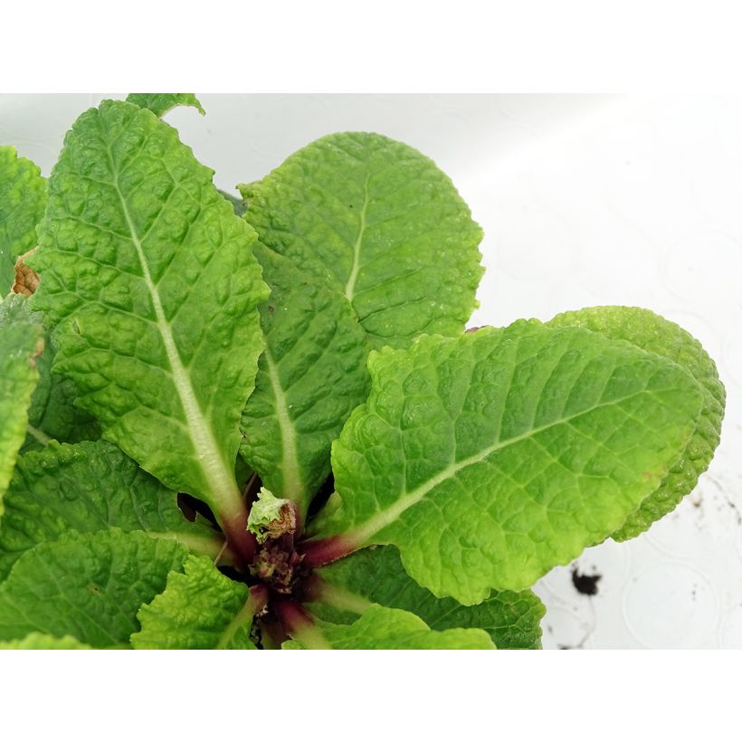 Primula polyantha Tie Dye - Sleutelbloem (Blad)