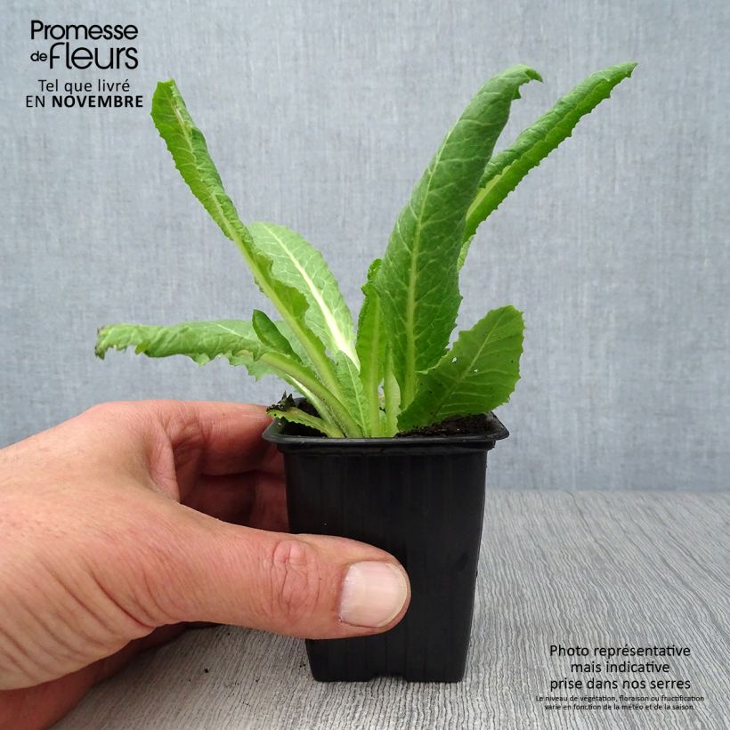 Exemplaar van Primula vialii - Orchideeprimula Kweekpotje van 7/8 cm zoals geleverd in de herfst