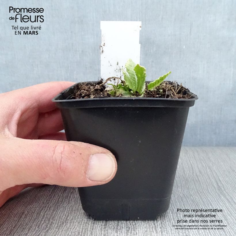 Exemplaar van Primula denticulata Prom Lilac - Kogelprimula Kweekpotje van 8/9 cm zoals geleverd in de lente