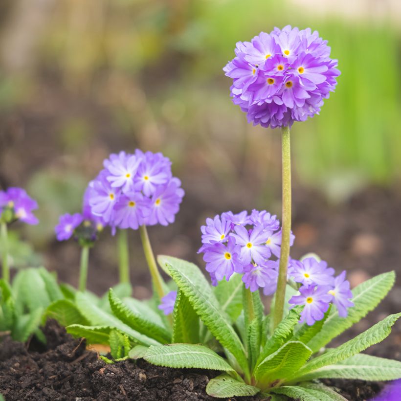 Primula denticulata Prom Lilac - Kogelprimula (Groeiplaats)