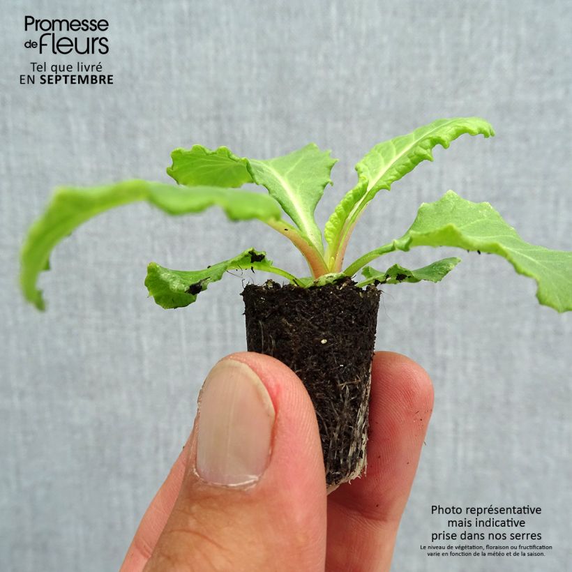 Exemplaar van Primula Rosanna Mix F1 - Stengelloze sleutelbloem Mini-mot Ø 1,5/2,5 cm zoals geleverd in de herfst