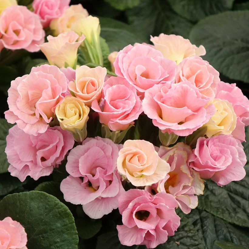 Primula Rosebud F1 Tutti Frutti - Stengelloze sleutelbloem (Bloei)