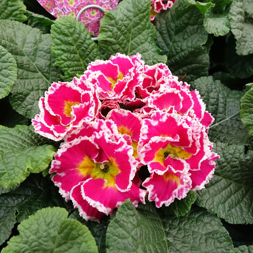 Primula Sweetie - Stengelloze sleutelbloem (Bloei)