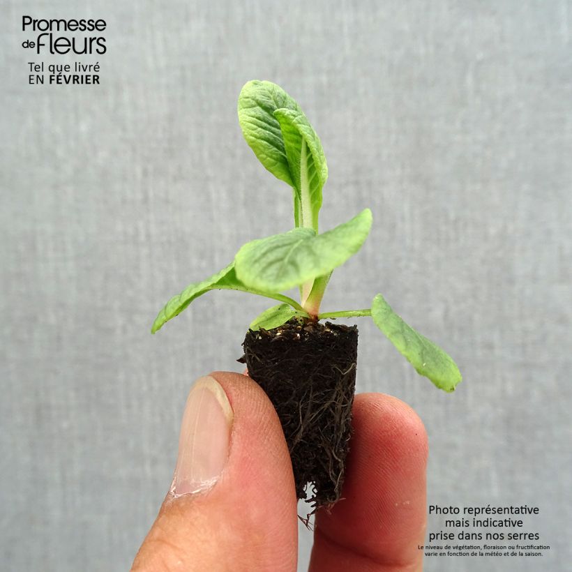 Exemplaar van Primula vulgaris Zebra Blue (plugplanten) - Stengelloze sleutelbloem Mini-mot Ø 1,5/2,5 cm zoals geleverd in de herfst