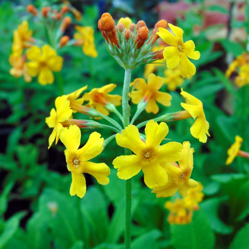 Primula bulleyana - Etage Sleutelbloem (Bloei)